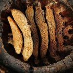 World’s oldest honey in Georgia