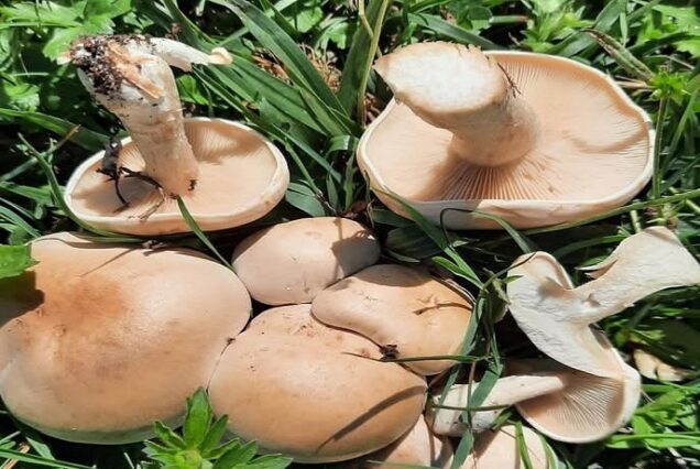 Rural tour - mushroom picking