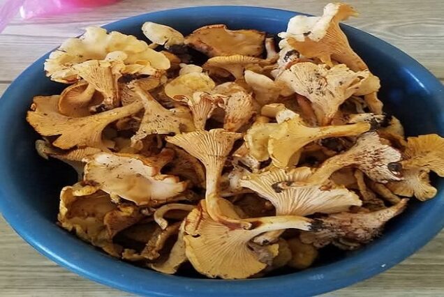 Rural tour - mushroom picking
