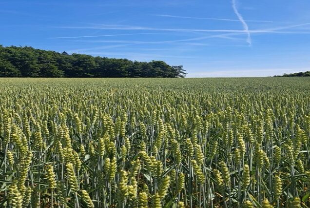 Rural tour - Georgian wheat