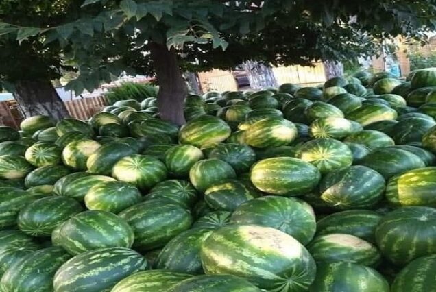 Rural tour - Georgian watermelon