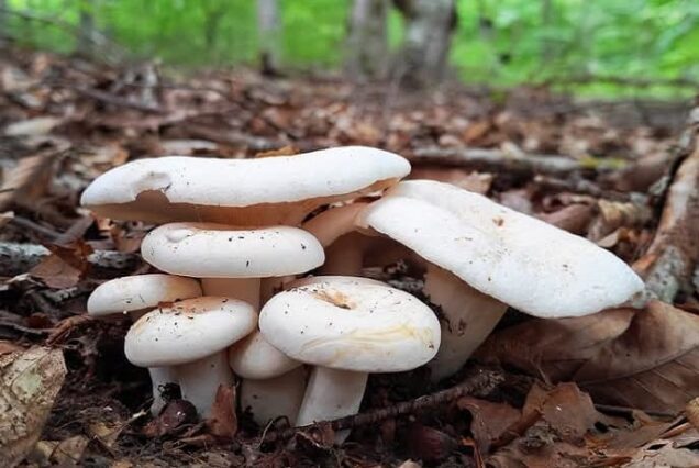 Rural tour - mushroom picking